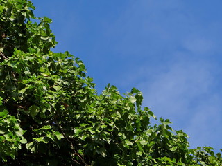 Obraz premium листья и небо 