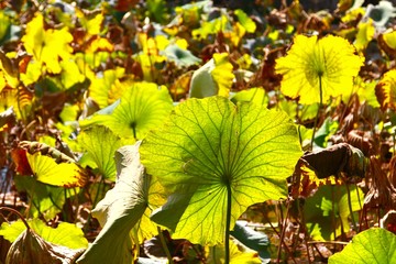  The yellow flower  at Green Lake Park, or Cui Hu Park, is an urban park in Kunming, China