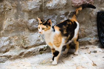 Walking tri-color cat.