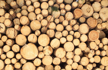 variegated felled logs in a pile for drying