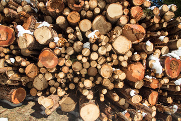 variegated felled logs in a pile for drying with the remnants of snow