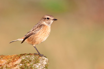 Nice specimen of female Stonechat