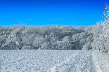 winter landscape