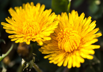 Closeup of two blooming yellow dandelion flowers