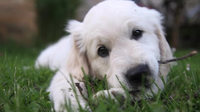 Lovely golden retriever puppy playing and biting small branch on green grass.