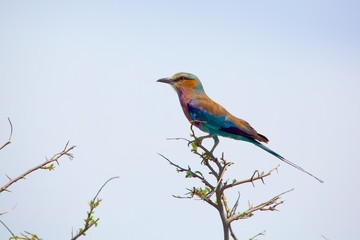 lilac breasted roller