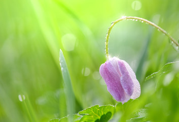 Anemone morgens mit Wassertropfen und Sonnenlicht. Blume lila mit Morgentau am frühen Morgen im...