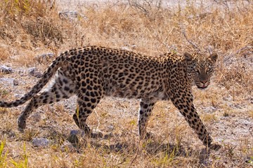 Obraz premium leopard walking in etosha