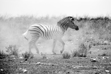 Fototapeta na wymiar zebra in the dust
