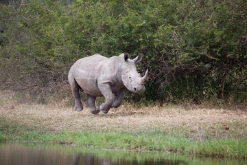 a running rhino in kruger national park south africa