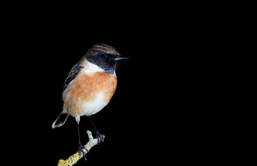 Nice specimen of male Stonechat