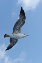 European Herring Gull, Larus argentatus