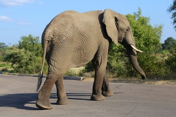 elephant on the road