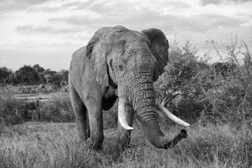 Fototapeta na wymiar elephant close-up
