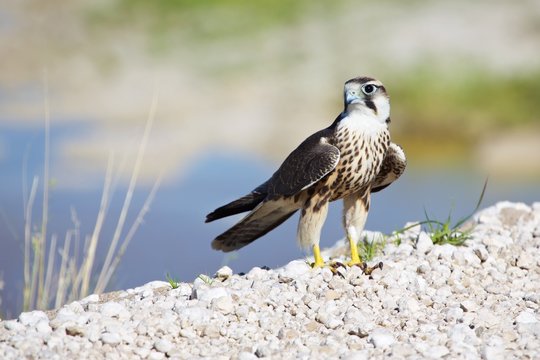 lanner falcon