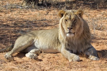 male lion at kgalagadi