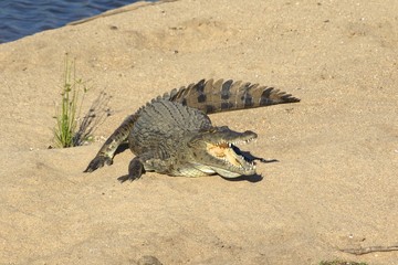 crocodile at kruger