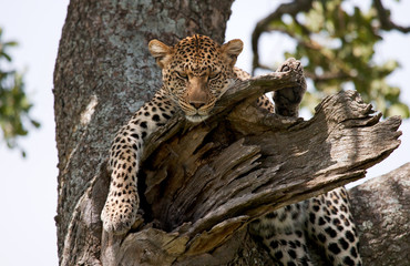 Fototapeta na wymiar Leopard is lying on a tree. National Park. Kenya. Tanzania. Maasai Mara. Serengeti. An excellent illustration.