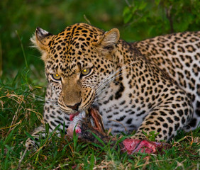 Fototapeta na wymiar Leopard with his prey. National Park. Kenya. Tanzania. Maasai Mara. Serengeti. An excellent illustration.