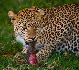 Leopard with his prey. National Park. Kenya. Tanzania. Maasai Mara. Serengeti. An excellent illustration.