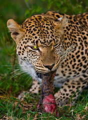 Leopard with his prey. National Park. Kenya. Tanzania. Maasai Mara. Serengeti. An excellent illustration.