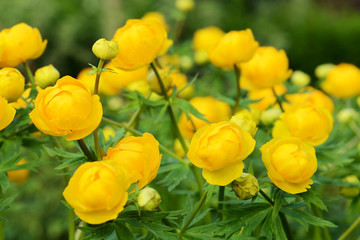 Flowers Trollius