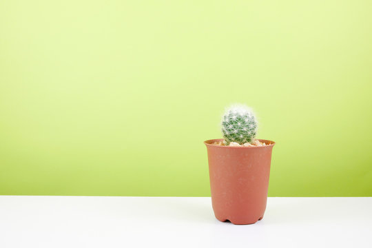 The Little Green Cactus In Small Brown Plant Pot On White Table For Home Decoration.