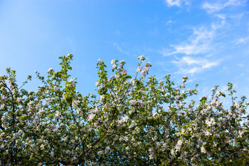 Fototapeta premium Blooming branches of the apple tree against the blue sky