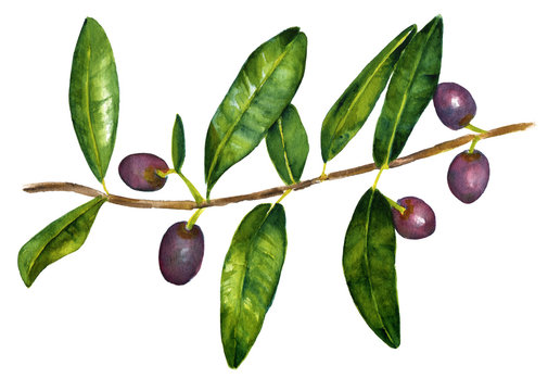 Vintage style drawing of branch of olives with green leaves
