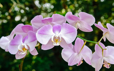 A Bough of Lavender Pink and White Moth Orchids, in full bloom hanging from a stem against a blurred green background.  Shallow depth of field, center flower in focus.
