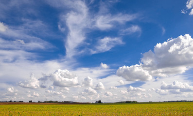 Expanse of Sky and Clouds over Fields of Harvest. Puffy Cumulus hover over a ripened pasture of corn and soybeans in Midwest Illinois, USA.  A farmhouse can be seen in the far distance.