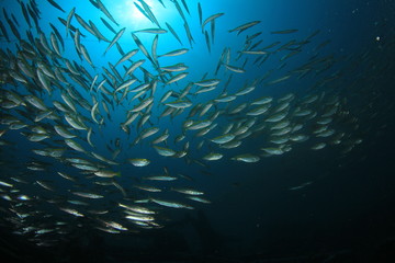Fototapeta na wymiar Fish school shoal underwater sea ocean