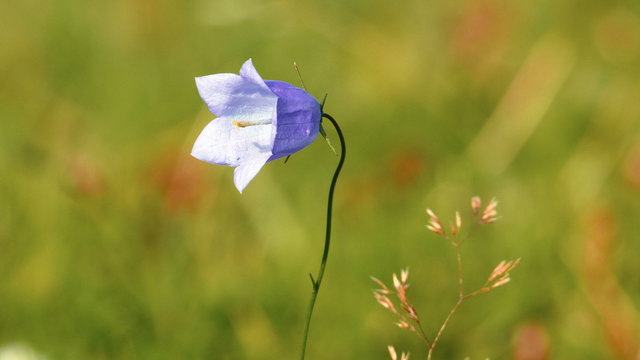 Smal Lilac Bluebell Flower on a Meadow
