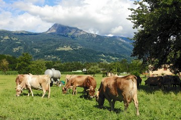 Fototapeta na wymiar swiss cows grazing grass