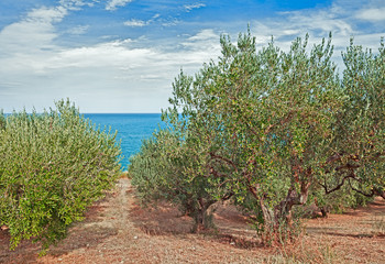 olive trees on the sea coast in Italy