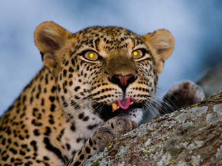 Fototapeta premium Portrait of Leopard. Close-up. National Park. Kenya. Tanzania. Maasai Mara. Serengeti. An excellent illustration.
