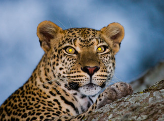 Fototapeta na wymiar Portrait of Leopard. Close-up. National Park. Kenya. Tanzania. Maasai Mara. Serengeti. An excellent illustration.