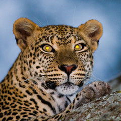 Portrait of Leopard. Close-up. National Park. Kenya. Tanzania. Maasai Mara. Serengeti. An excellent illustration.