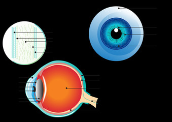 Cross section of human eye