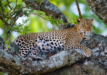 Leopard is lying on a tree. National Park. Kenya. Tanzania. Maasai Mara. Serengeti. An excellent illustration.