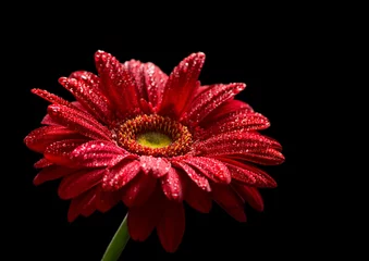 Wall murals Gerbera Red gerbera  isolated on black background