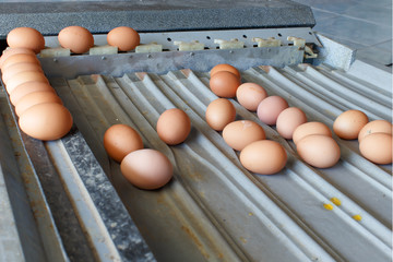 Sorting eggs