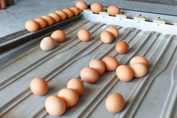 Sorting eggs