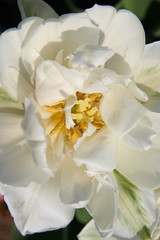 Biały tulipan