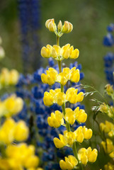 Yellow and blue wild lupines (Lupinus perennis) flowers in the field