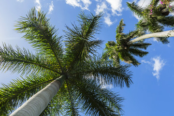 Palm trees in the tropics, view from below beautiful blue sky