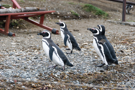 Magellanic Penguins (Spheniscus magellanicus) in Patagonia