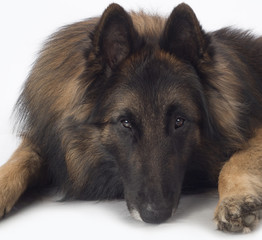 Dog, Belgian Shepherd Tervuren, close up head