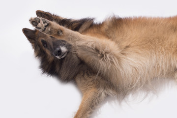 Dog, Belgian Shepherd Tervuren, paw up, isolated