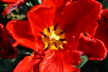 Czerwony tulipan © moniadk